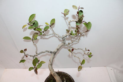 Australian Silver Ficus Bonsai – Wired Artistic Shape | Live Bonsai Tree with Ceramic Pot | Premium Indoor Outdoor Plant