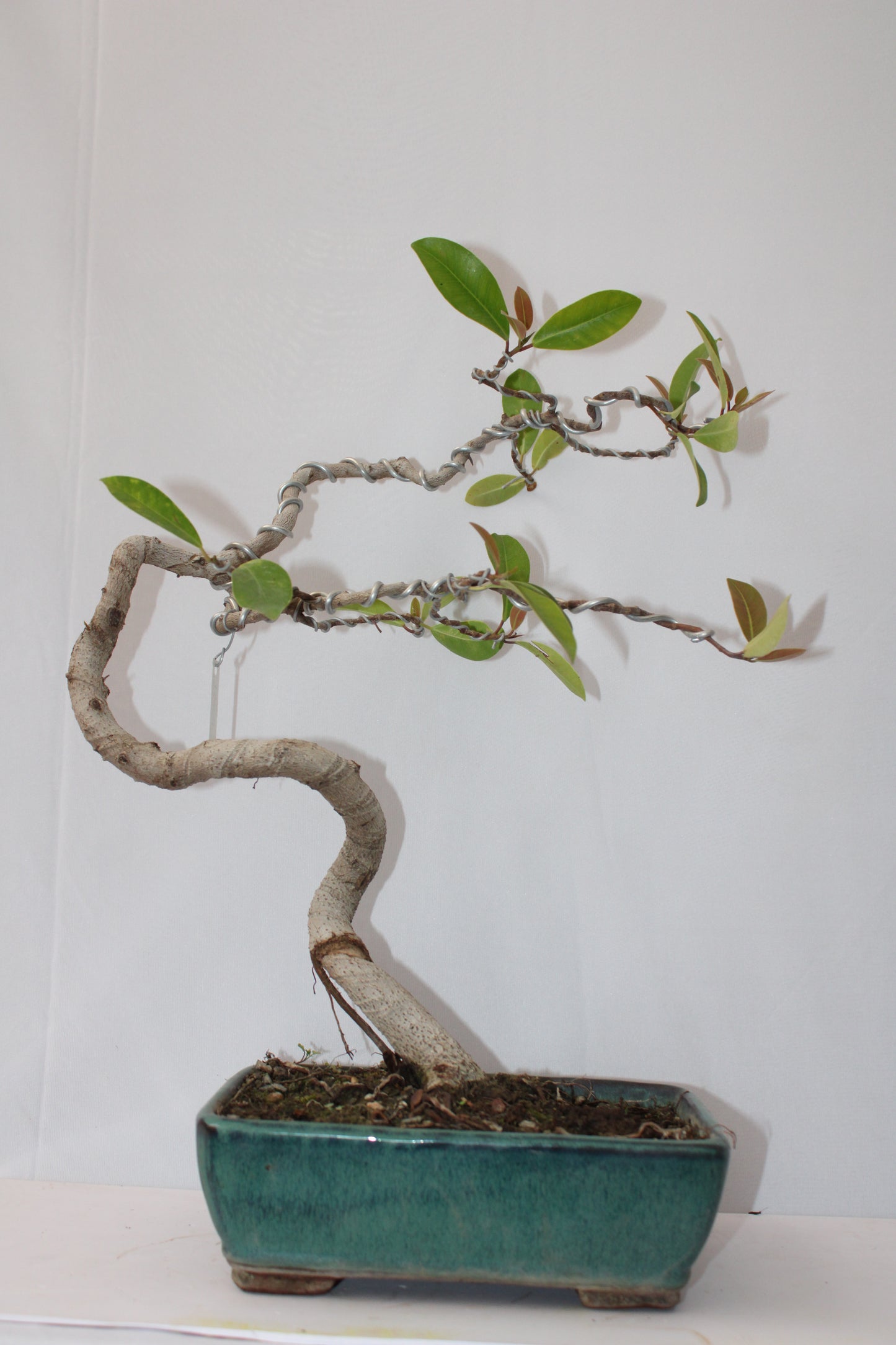 BONSAI AUSTRALIAN SILVER FICUS WIND SWEPT