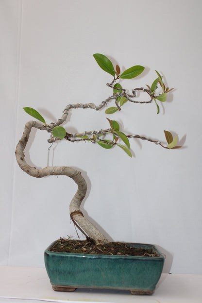 BONSAI AUSTRALIAN SILVER FICUS WIND SWEPT