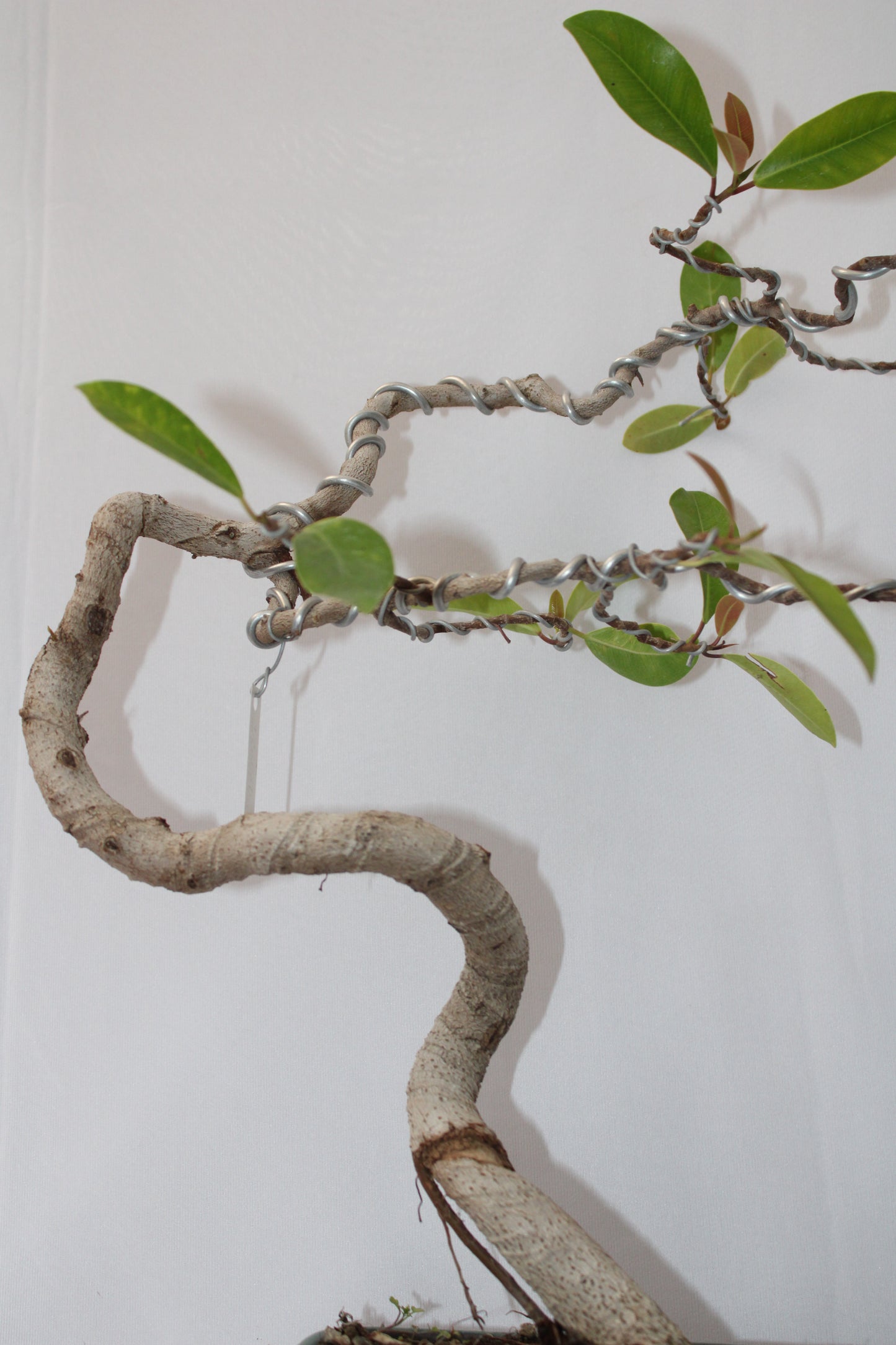BONSAI AUSTRALIAN SILVER FICUS WIND SWEPT