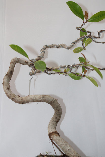 BONSAI AUSTRALIAN SILVER FICUS WIND SWEPT
