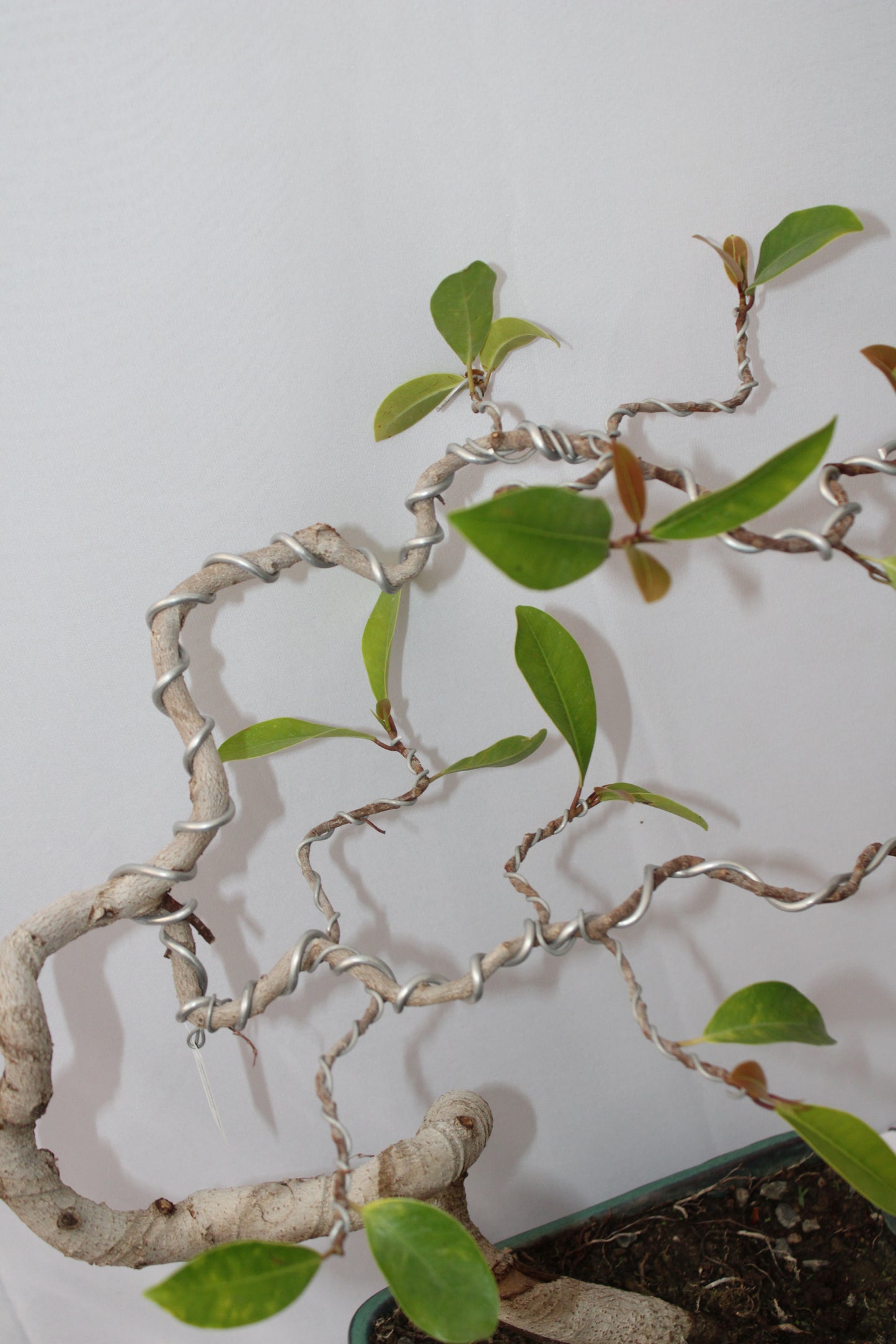 BONSAI AUSTRALIAN SILVER FICUS WIND SWEPT