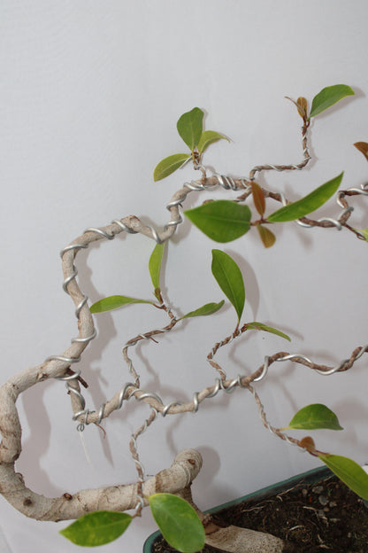 BONSAI AUSTRALIAN SILVER FICUS WIND SWEPT