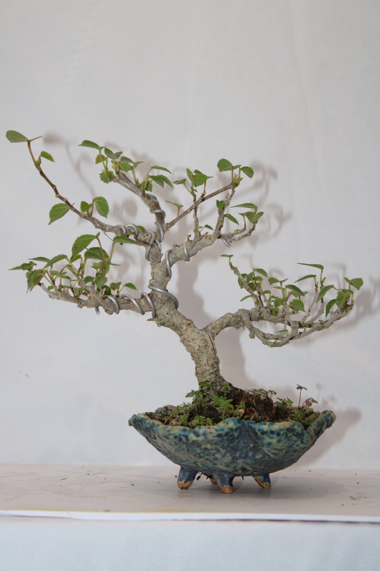 Sea Hibiscus Bonsai Tree (Wired Styling) with Designer Ceramic Pot | Live Bonsai Plant | Chamunda Nursery and Farm