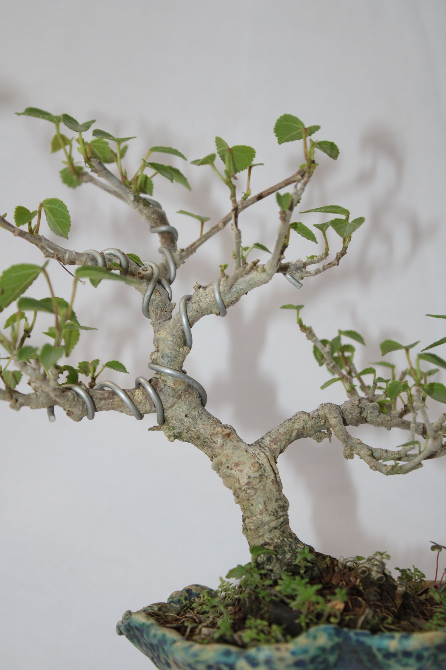 Sea Hibiscus Bonsai Tree (Wired Styling) with Designer Ceramic Pot | Live Bonsai Plant | Chamunda Nursery and Farm