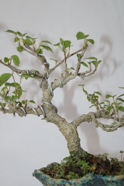 Sea Hibiscus Bonsai Tree (Wired Styling) with Designer Ceramic Pot | Live Bonsai Plant | Chamunda Nursery and Farm