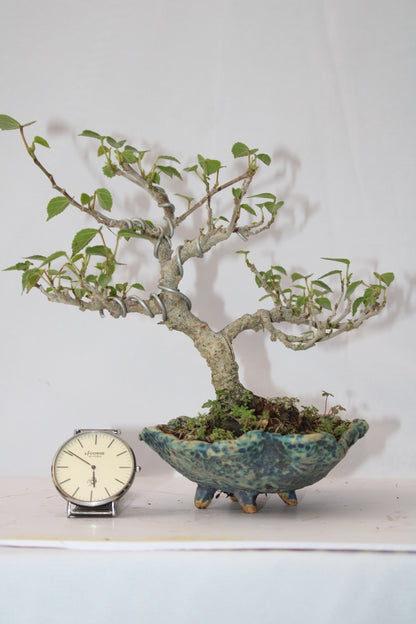 Sea Hibiscus Bonsai Tree (Wired Styling) with Designer Ceramic Pot | Live Bonsai Plant | Chamunda Nursery and Farm