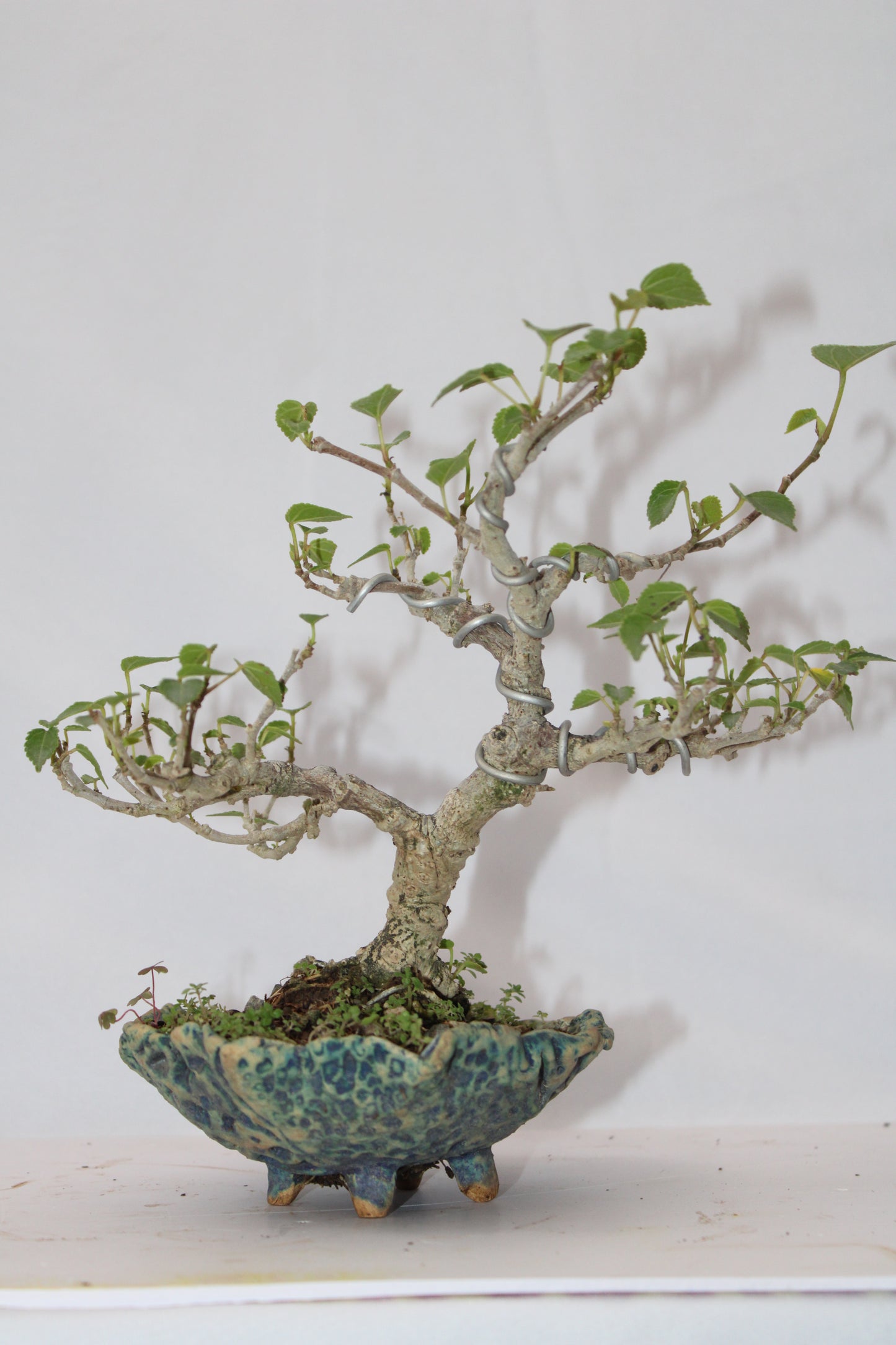 Sea Hibiscus Bonsai Tree (Wired Styling) with Designer Ceramic Pot | Live Bonsai Plant | Chamunda Nursery and Farm