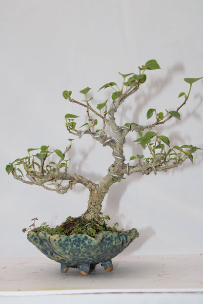 Sea Hibiscus Bonsai Tree (Wired Styling) with Designer Ceramic Pot | Live Bonsai Plant | Chamunda Nursery and Farm