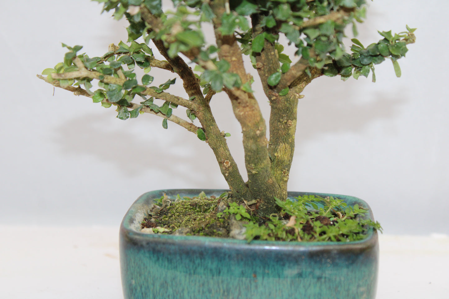 Malpighia Coccigera Mame Bonsai | Mini Flowering Bonsai Tree | Indoor/Outdoor Decorative Plant with White Flowers