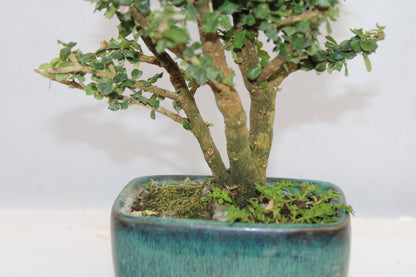 Malpighia Coccigera Mame Bonsai | Mini Flowering Bonsai Tree | Indoor/Outdoor Decorative Plant with White Flowers
