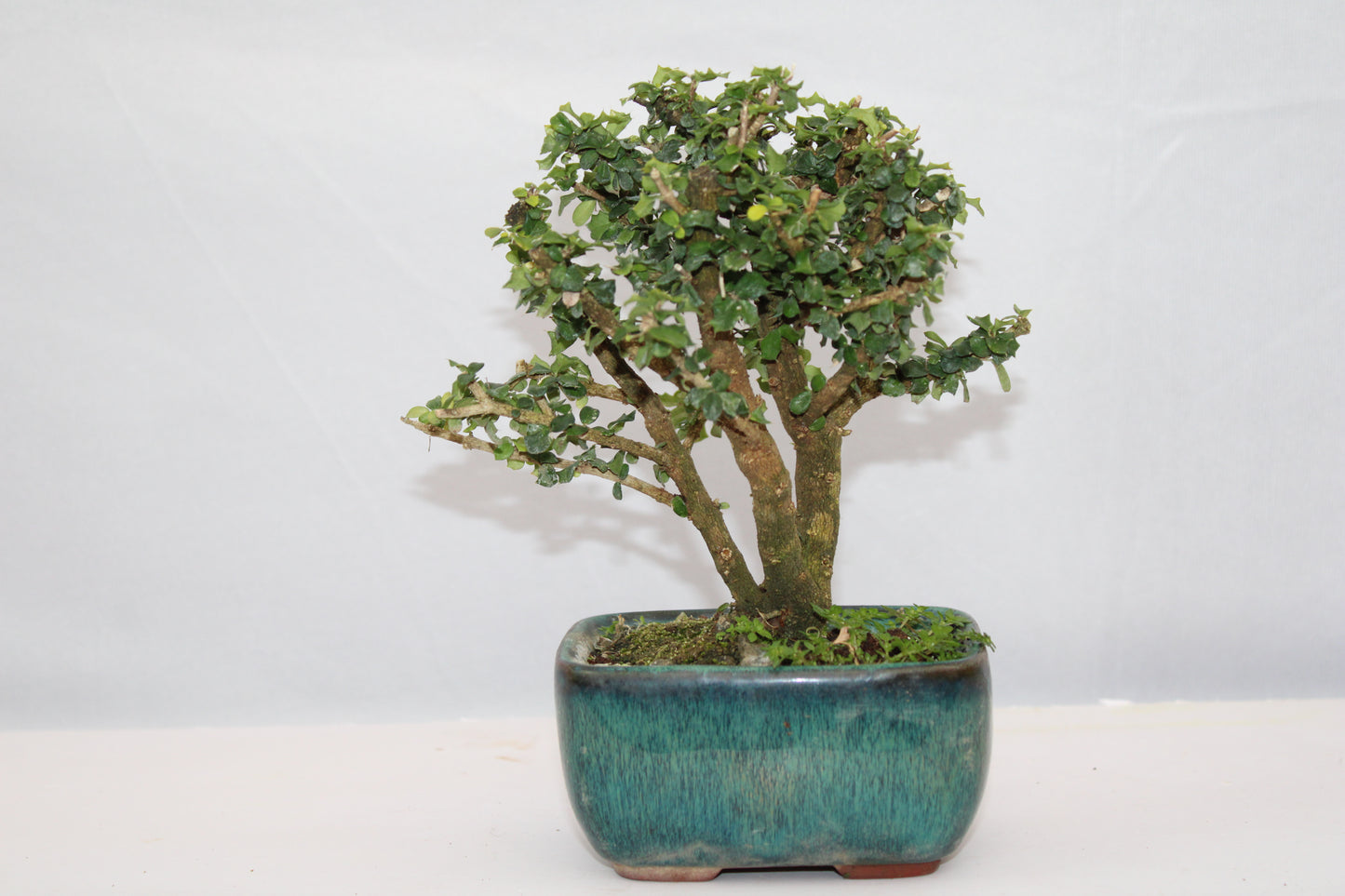 Malpighia Coccigera Mame Bonsai | Mini Flowering Bonsai Tree | Indoor/Outdoor Decorative Plant with White Flowers