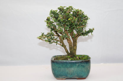 Malpighia Coccigera Mame Bonsai | Mini Flowering Bonsai Tree | Indoor/Outdoor Decorative Plant with White Flowers