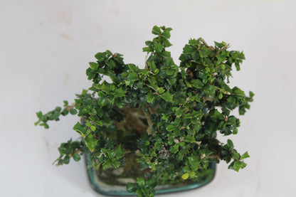 Malpighia Coccigera Mame Bonsai | Mini Flowering Bonsai Tree | Indoor/Outdoor Decorative Plant with White Flowers