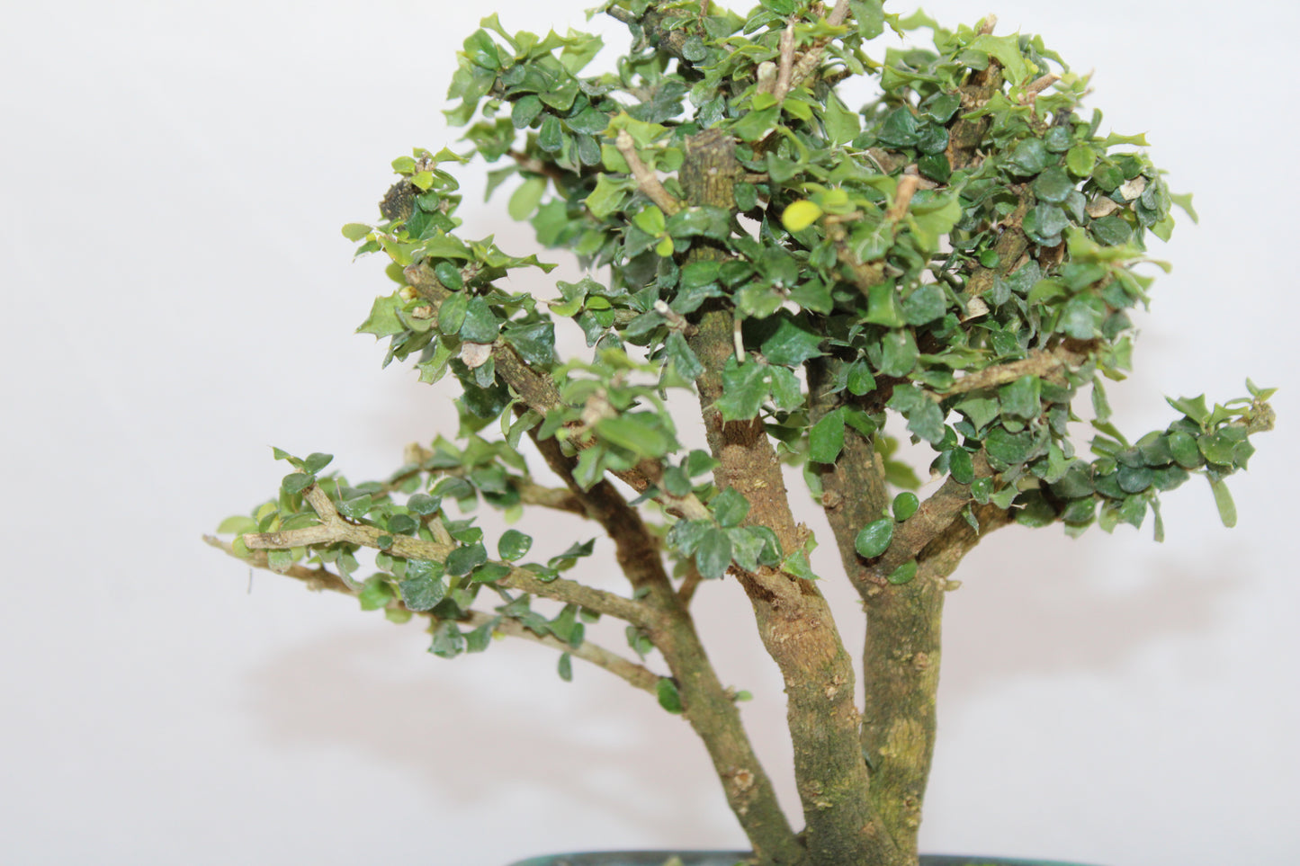 Malpighia Coccigera Mame Bonsai | Mini Flowering Bonsai Tree | Indoor/Outdoor Decorative Plant with White Flowers