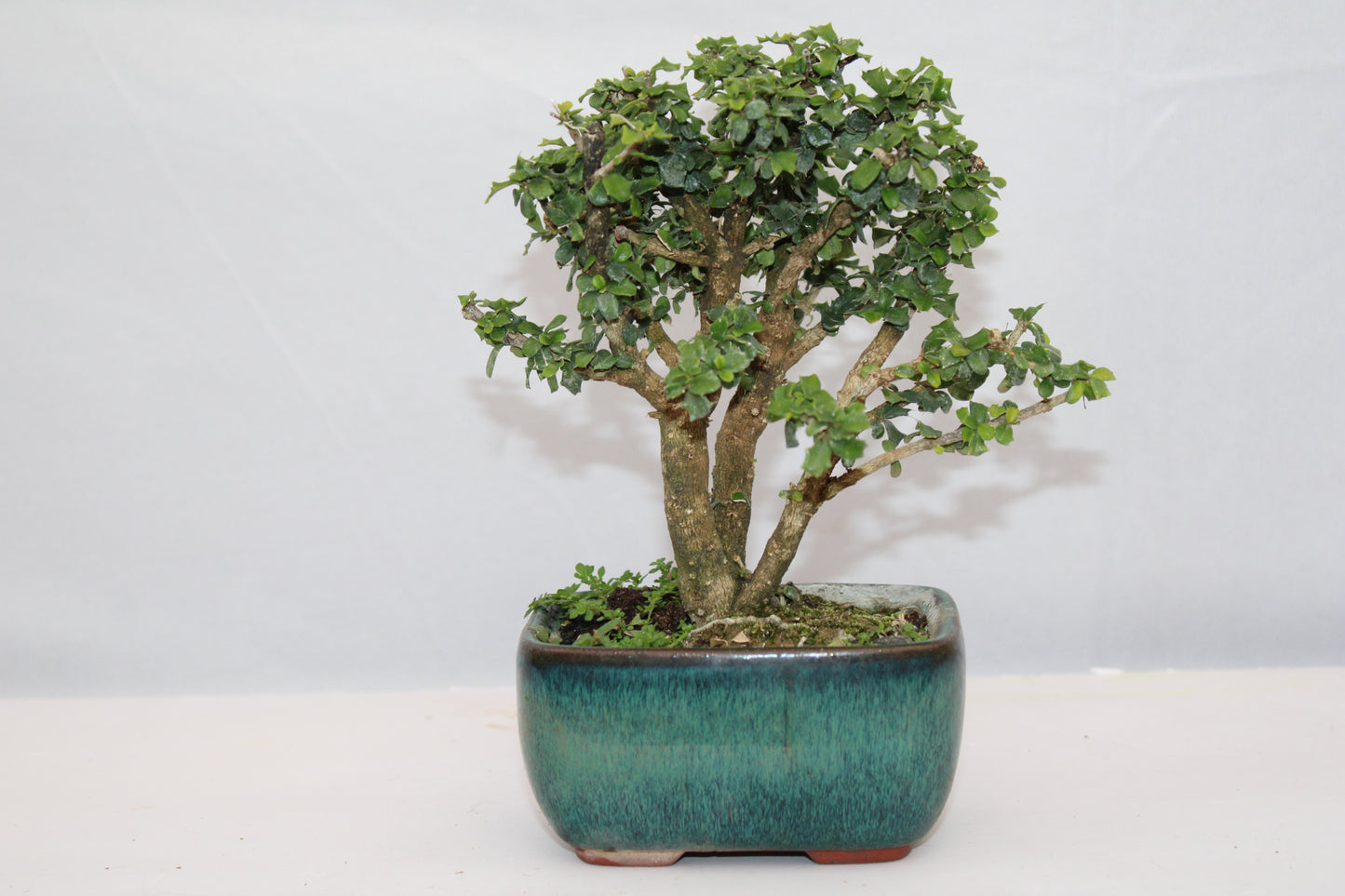 Malpighia Coccigera Mame Bonsai | Mini Flowering Bonsai Tree | Indoor/Outdoor Decorative Plant with White Flowers