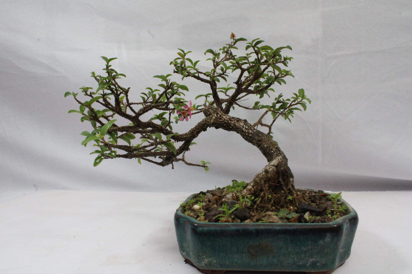 Malpighia Glabra Bonsai | Pink Flowering & Red Fruiting Bonsai Tree | Barbados Cherry Mini Bonsai | Indoor Outdoor Plant