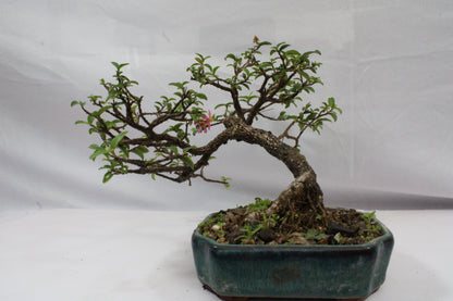 Malpighia Glabra Bonsai | Pink Flowering & Red Fruiting Bonsai Tree | Barbados Cherry Mini Bonsai | Indoor Outdoor Plant