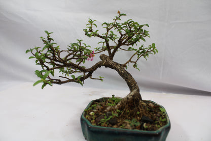 Malpighia Glabra Bonsai | Pink Flowering & Red Fruiting Bonsai Tree | Barbados Cherry Mini Bonsai | Indoor Outdoor Plant
