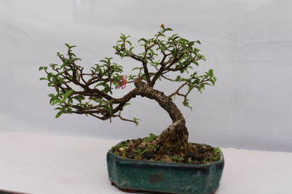 Malpighia Glabra Bonsai | Pink Flowering & Red Fruiting Bonsai Tree | Barbados Cherry Mini Bonsai | Indoor Outdoor Plant