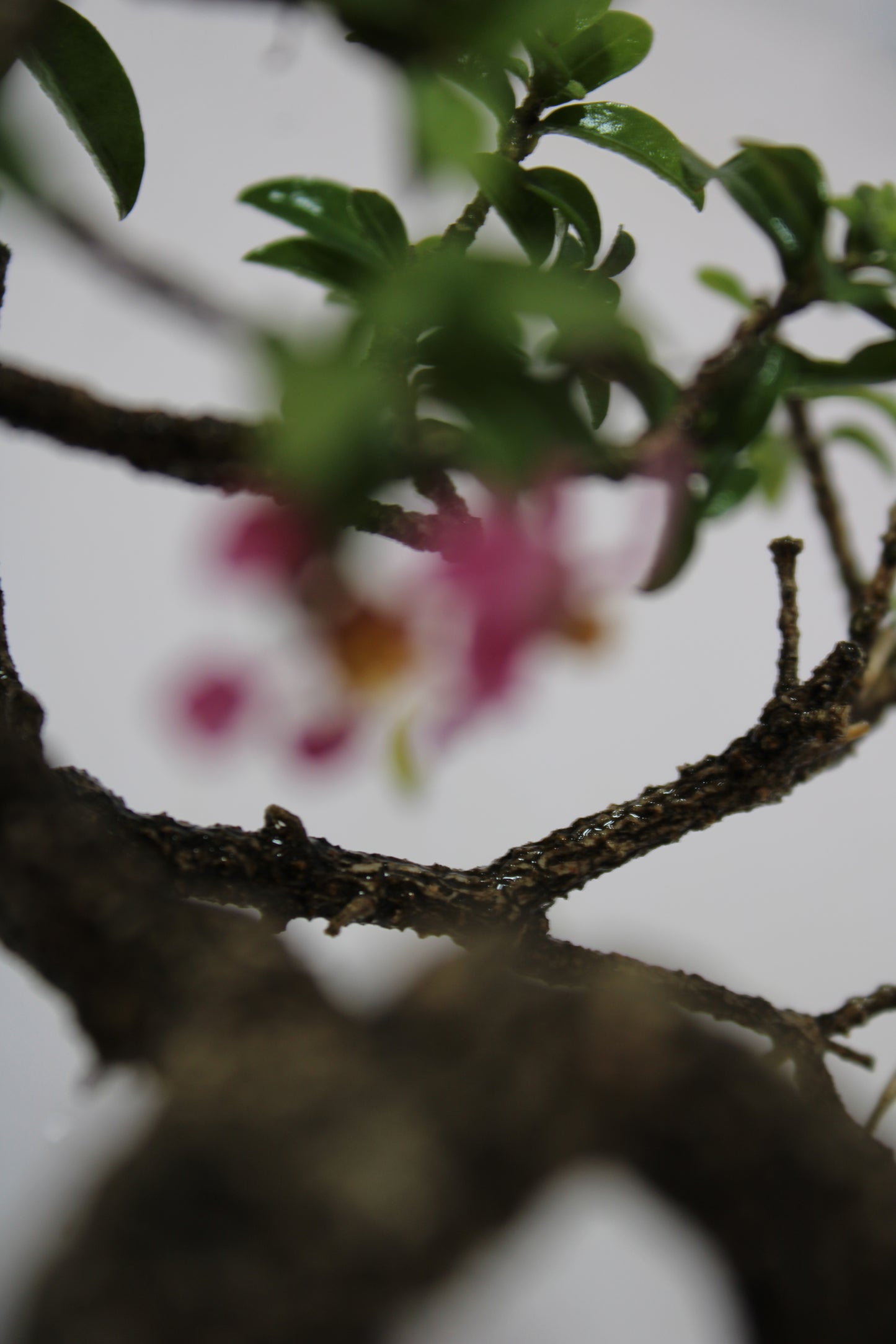 Malpighia Glabra Bonsai | Pink Flowering & Red Fruiting Bonsai Tree | Barbados Cherry Mini Bonsai | Indoor Outdoor Plant