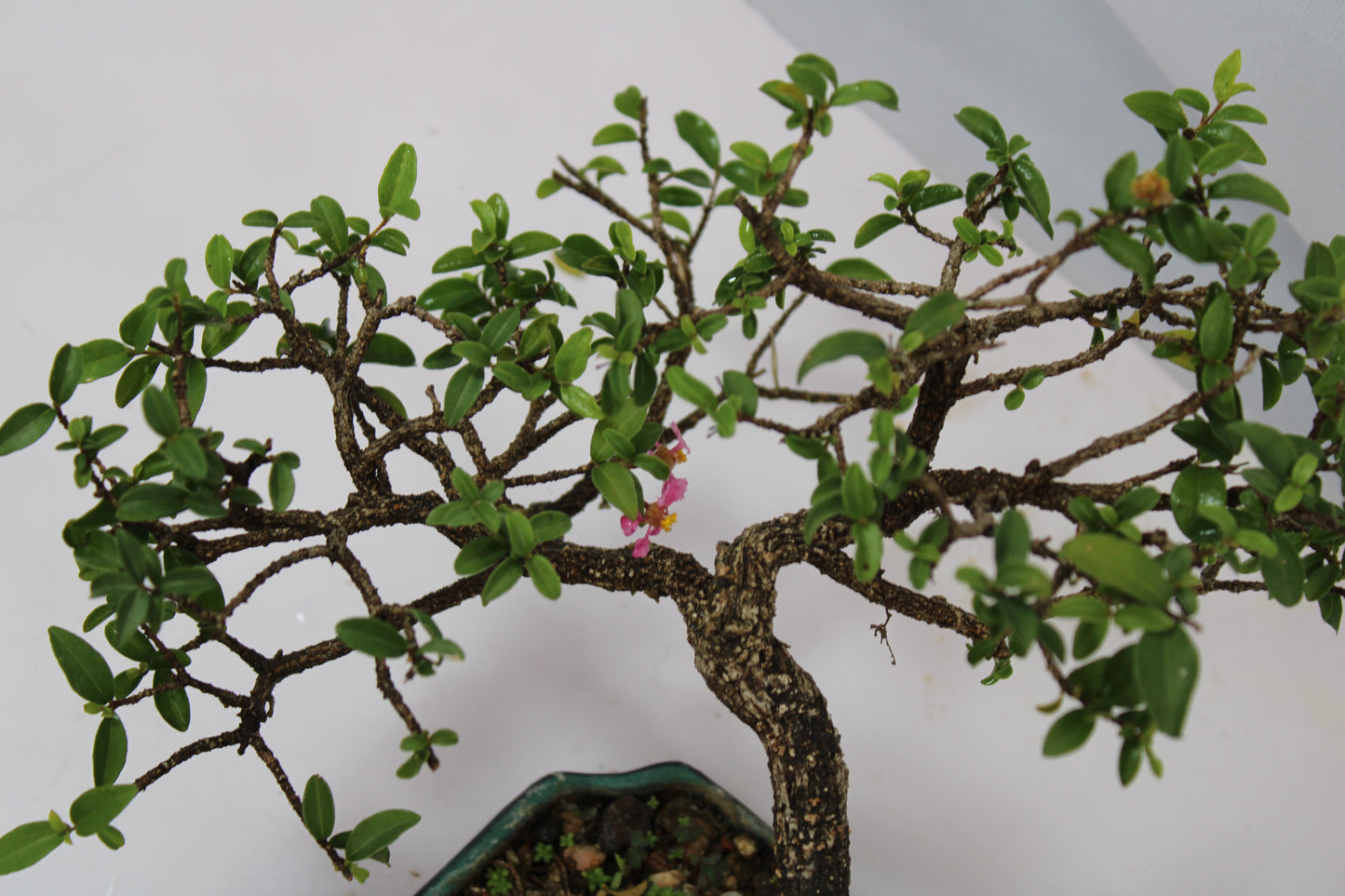 Malpighia Glabra Bonsai | Pink Flowering & Red Fruiting Bonsai Tree | Barbados Cherry Mini Bonsai | Indoor Outdoor Plant