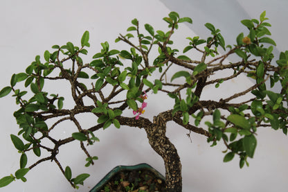 Malpighia Glabra Bonsai | Pink Flowering & Red Fruiting Bonsai Tree | Barbados Cherry Mini Bonsai | Indoor Outdoor Plant