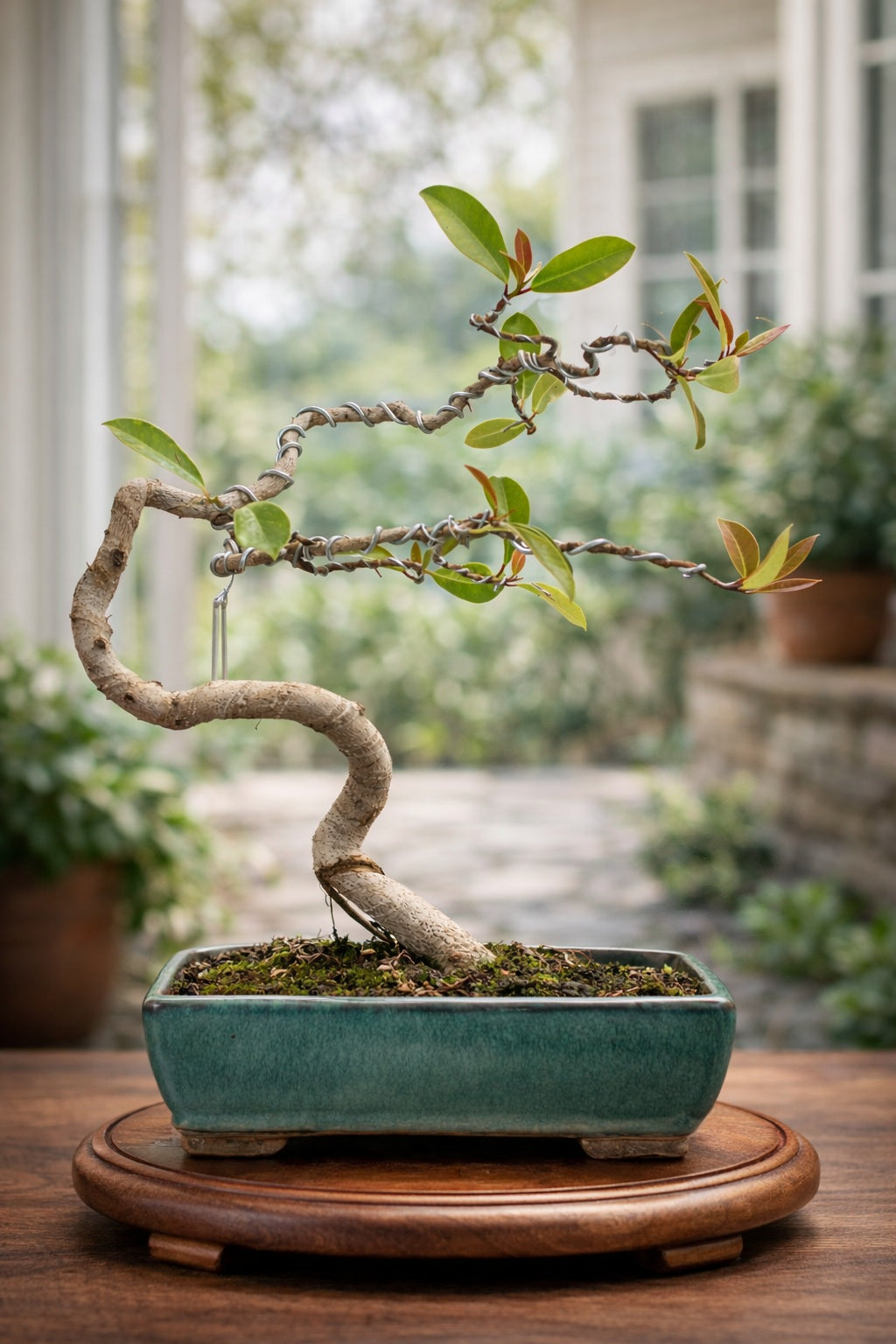 Australian Silver Ficus Bonsai – Unique Shaped Trunk | Wired Styling | Premium Ceramic Pot | Chamunda Nursery and Farm