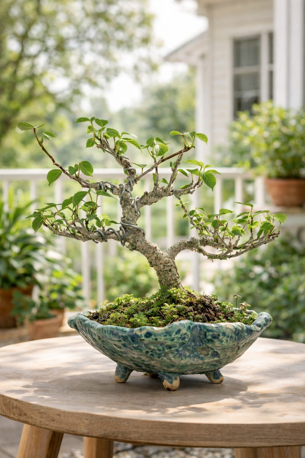 Sea Hibiscus Bonsai Tree (Wired Styling) with Designer Ceramic Pot | Live Bonsai Plant | Chamunda Nursery and Farm