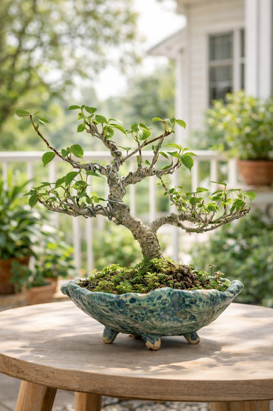 Sea Hibiscus Bonsai Tree (Wired Styling) with Designer Ceramic Pot | Live Bonsai Plant | Chamunda Nursery and Farm