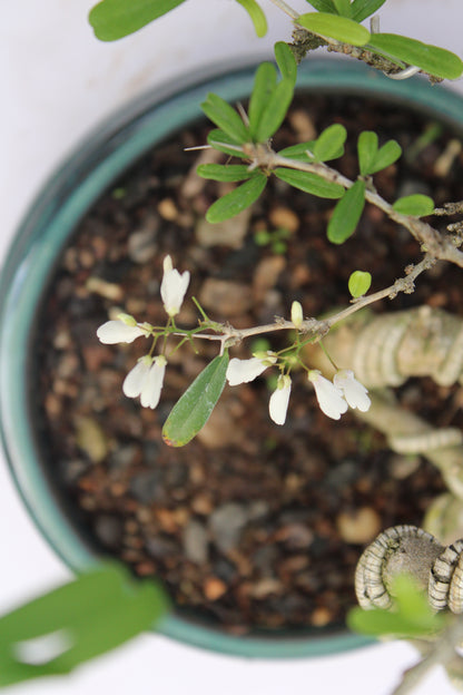 Desmodium White Braya Bonsai – Elegant Twisted Trunk with Natural Flowers