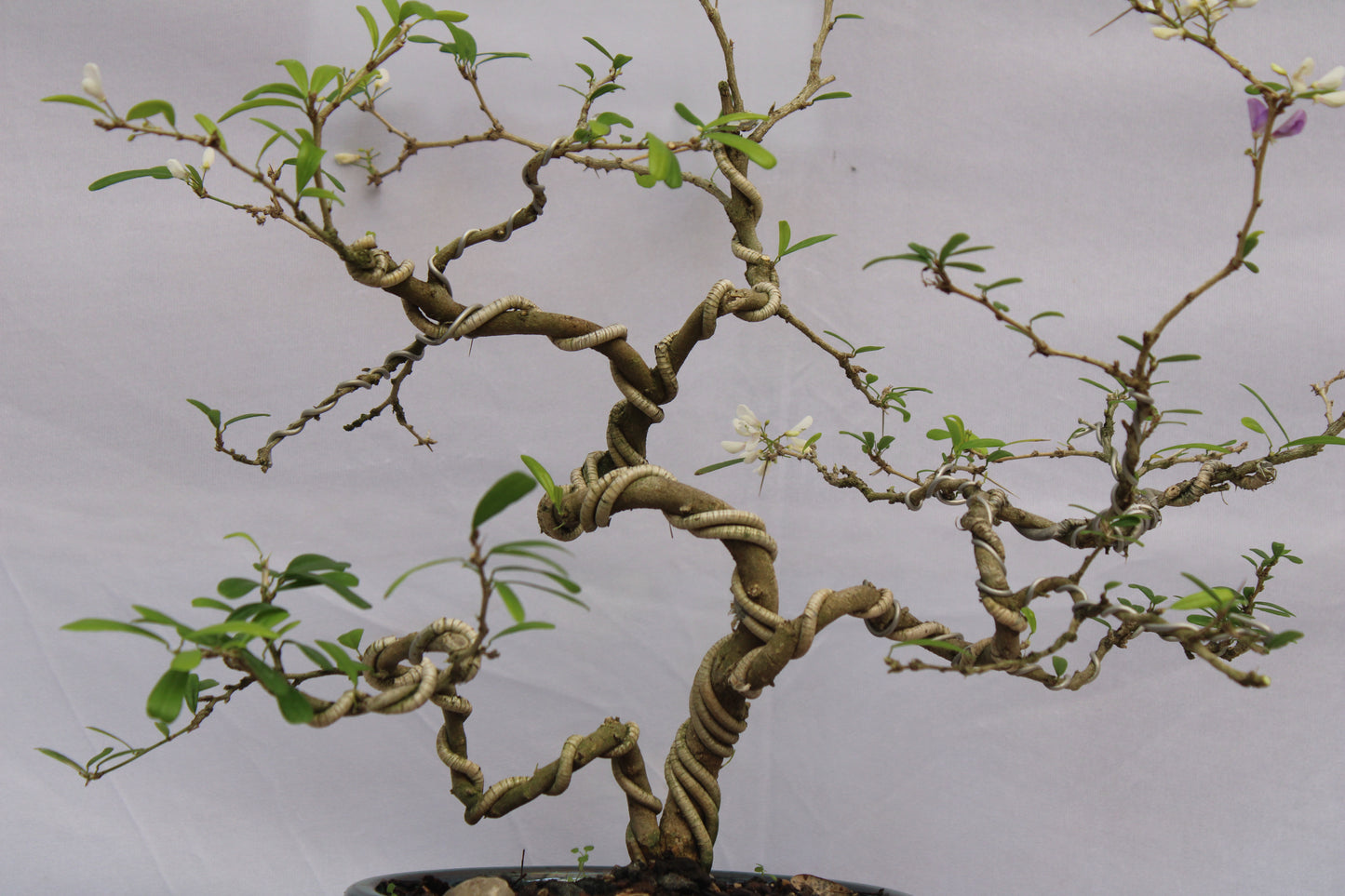 Desmodium White Braya Bonsai – Elegant Twisted Trunk with Natural Flowers