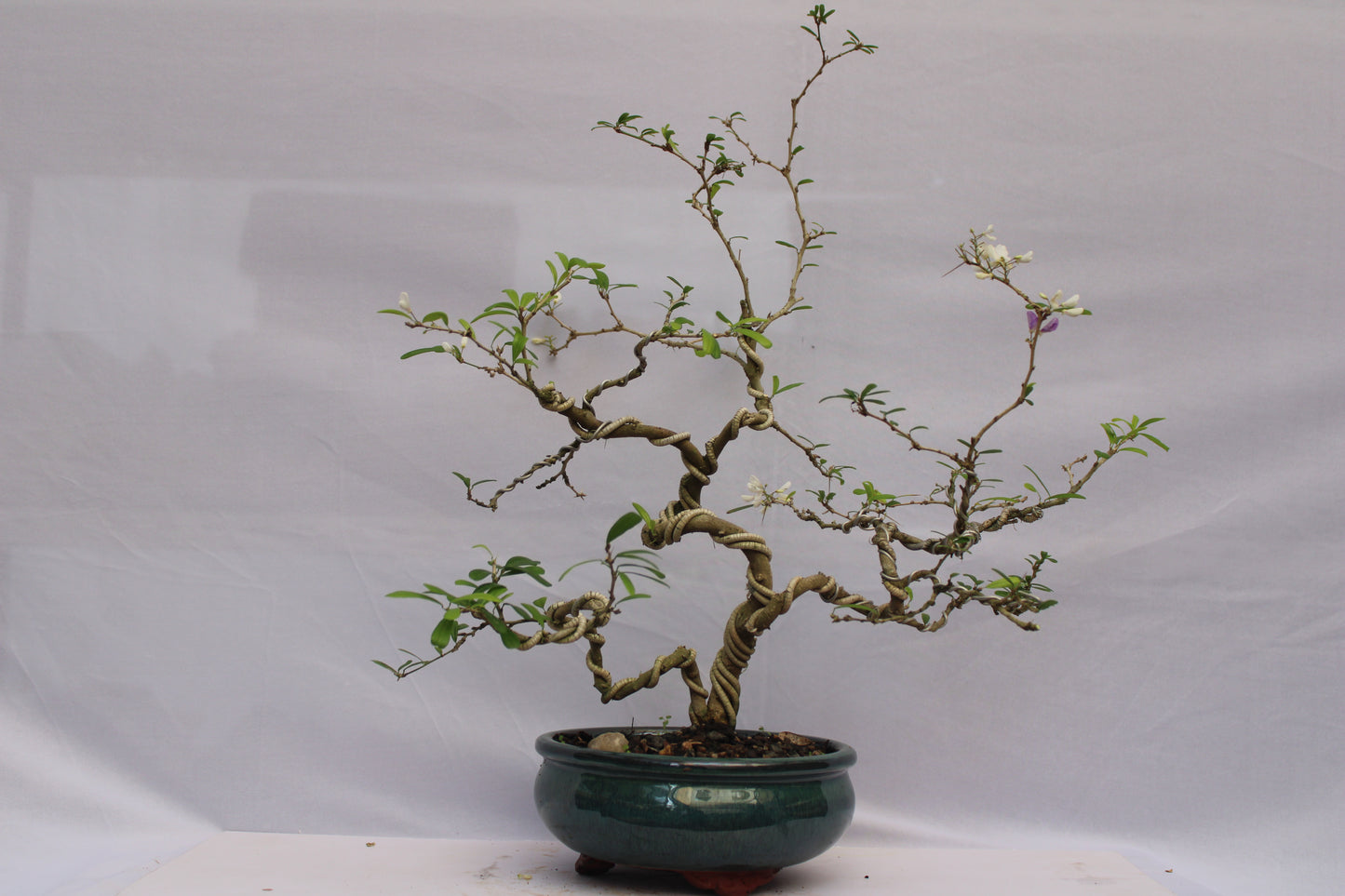 Desmodium White Braya Bonsai – Elegant Twisted Trunk with Natural Flowers
