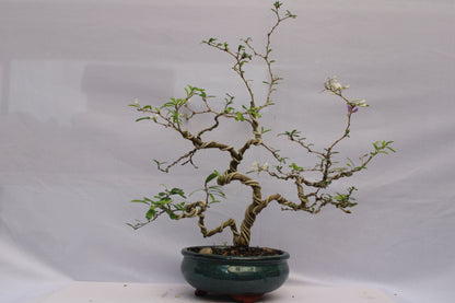 Desmodium White Braya Bonsai – Elegant Twisted Trunk with Natural Flowers