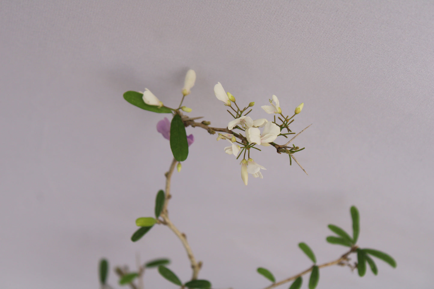 Desmodium White Braya Bonsai – Elegant Twisted Trunk with Natural Flowers