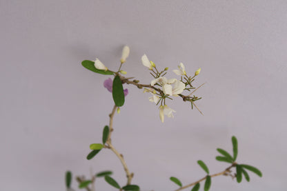 Desmodium White Braya Bonsai – Elegant Twisted Trunk with Natural Flowers