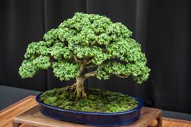 Bonsai Plant